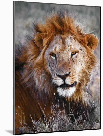 Lion-Eric Meyer-Mounted Photographic Print