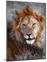 Lion-Eric Meyer-Mounted Photographic Print