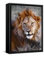 Lion-Eric Meyer-Framed Stretched Canvas