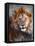 Lion-Eric Meyer-Framed Stretched Canvas