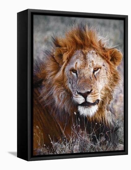 Lion-Eric Meyer-Framed Stretched Canvas