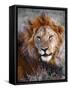 Lion-Eric Meyer-Framed Stretched Canvas