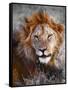 Lion-Eric Meyer-Framed Stretched Canvas