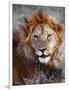 Lion-Eric Meyer-Framed Photographic Print