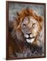 Lion-Eric Meyer-Framed Photographic Print