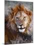 Lion-Eric Meyer-Mounted Photographic Print