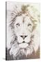 Lion-Paula Belle Flores-Stretched Canvas