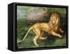 Lion-Albrecht Dürer-Framed Stretched Canvas