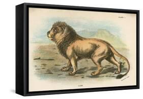 Lion-English School-Framed Stretched Canvas