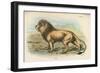 Lion-English School-Framed Premium Giclee Print