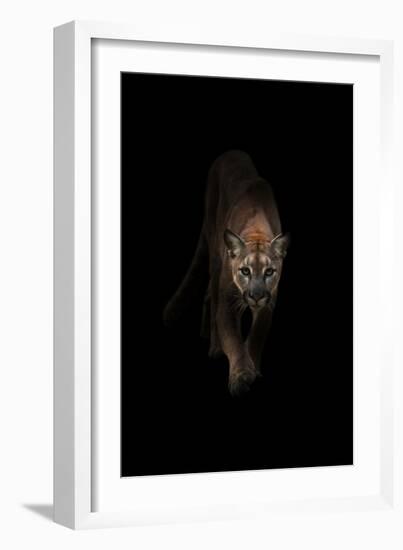 Lion-Incado-Framed Photographic Print