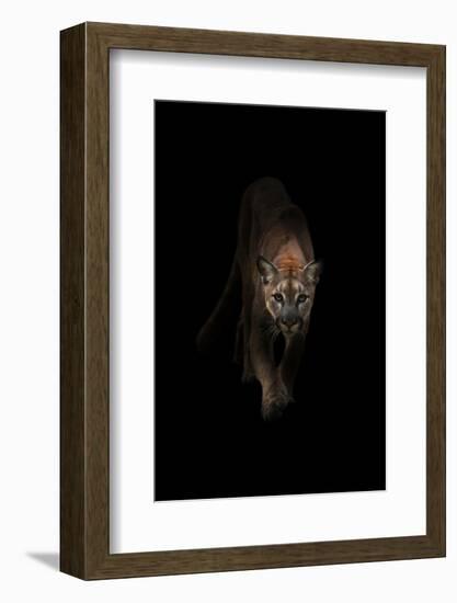 Lion-Incado-Framed Photographic Print