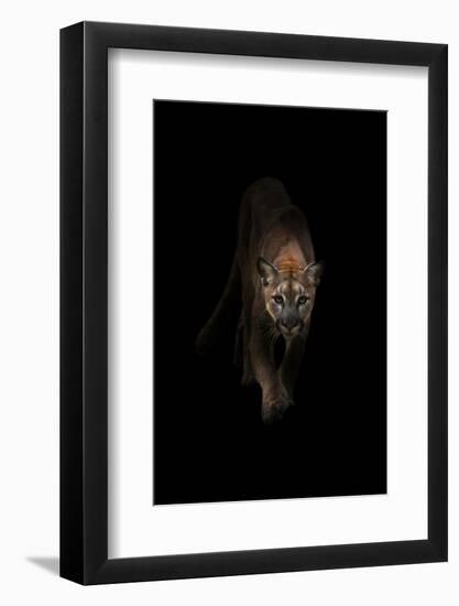 Lion-Incado-Framed Photographic Print