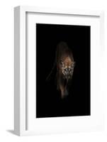 Lion-Incado-Framed Photographic Print