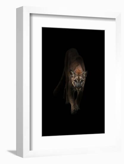 Lion-Incado-Framed Photographic Print