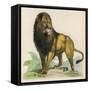 Lion-null-Framed Stretched Canvas