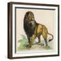 Lion-null-Framed Art Print