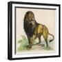 Lion-null-Framed Art Print