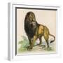 Lion-null-Framed Art Print