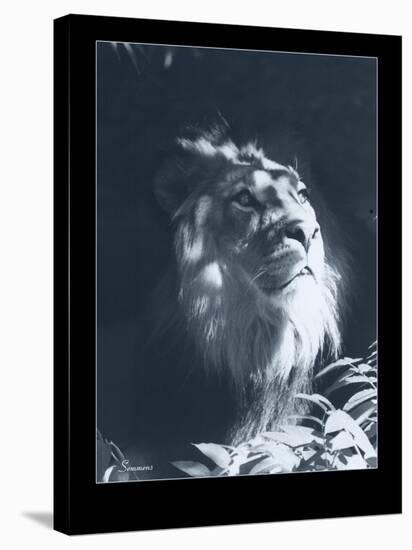 Lion-Gordon Semmens-Stretched Canvas