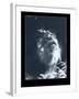 Lion-Gordon Semmens-Framed Giclee Print