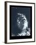 Lion-Gordon Semmens-Framed Giclee Print