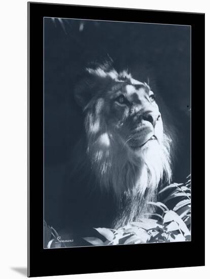 Lion-Gordon Semmens-Mounted Giclee Print