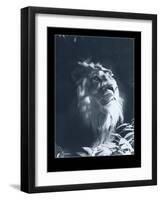 Lion-Gordon Semmens-Framed Giclee Print