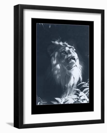 Lion-Gordon Semmens-Framed Giclee Print