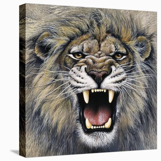 Lion-Harro Maass-Stretched Canvas