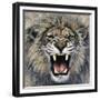 Lion-Harro Maass-Framed Giclee Print