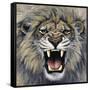 Lion-Harro Maass-Framed Stretched Canvas