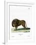 Lion-null-Framed Giclee Print