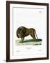 Lion-null-Framed Giclee Print