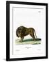 Lion-null-Framed Giclee Print