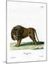 Lion-null-Mounted Giclee Print