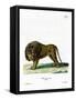 Lion-null-Framed Stretched Canvas