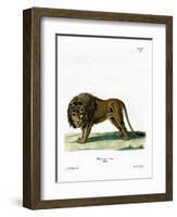 Lion-null-Framed Giclee Print