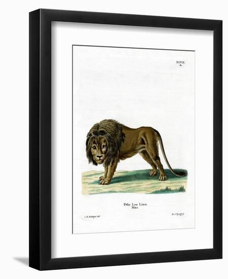 Lion-null-Framed Giclee Print