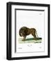 Lion-null-Framed Giclee Print