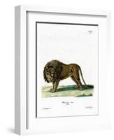Lion-null-Framed Giclee Print