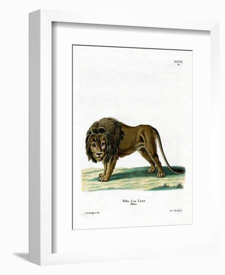 Lion-null-Framed Giclee Print