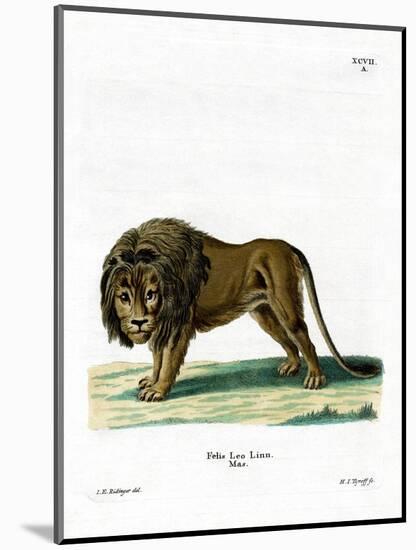 Lion-null-Mounted Giclee Print