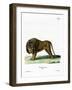 Lion-null-Framed Giclee Print