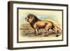 Lion-Sir William Jardine-Framed Art Print