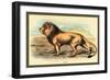 Lion-Sir William Jardine-Framed Art Print