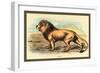 Lion-Sir William Jardine-Framed Art Print