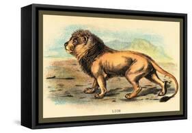 Lion-Sir William Jardine-Framed Stretched Canvas