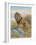 Lion-Ron Jenkins-Framed Art Print