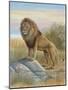 Lion-Ron Jenkins-Mounted Art Print